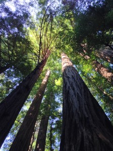 Muir Woods National Monument